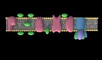 ATP Synthesis in Mitochondria screenshot, image №3797659 - RAWG