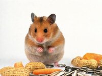 Hamster land screenshot, image №3467064 - RAWG