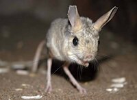 Jerboa Dash! screenshot, image №3370623 - RAWG