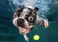 water-dog screenshot, image №3858253 - RAWG