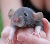 RaT SiMuLaToR (itch) (FoxBitsGameDev) screenshot, image №2813537 - RAWG