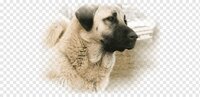 kangal screenshot, image №3248135 - RAWG