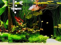 Aquarium Life screenshot, image №2319019 - RAWG