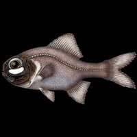 Anomalopidae screenshot, image №2279537 - RAWG