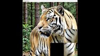 hgmGame-tiger screenshot, image №4224062 - RAWG