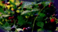 Fragments of Raspberry Island screenshot, image №2630114 - RAWG