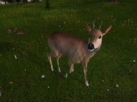 Deer Hunter 2005 screenshot, image №405114 - RAWG