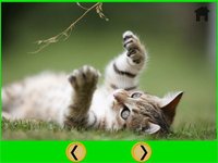 splendid cats for kids - free screenshot, image №1866603 - RAWG