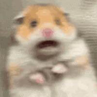 HAMSTER KILLER(not complete) screenshot, image №3127401 - RAWG