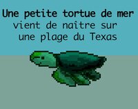 Une petite tortue de mer vient de naître sur une plage du Texas screenshot, image №2529132 - RAWG