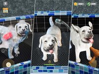 Animal Rescue - Dog Simulator screenshot, image №3825599 - RAWG