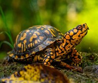 Turtle (itch) (carters3421) screenshot, image №3022665 - RAWG