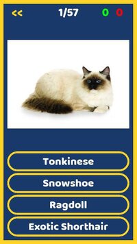 Cats Quiz (godotgames32d) screenshot, image №3523537 - RAWG