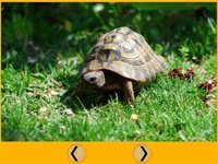 prodigious turtles for kids - free screenshot, image №1866683 - RAWG