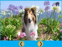 dogs and games for kids - free game screenshot, image №1669734 - RAWG