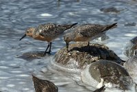 Horseshoe Crab Eggs Benedict screenshot, image №1307838 - RAWG