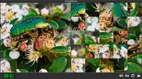 Puzzle Insects screenshot, image №3371573 - RAWG