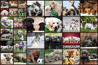 Dogs Jigsaw Puzzles Game - For Kids & Adults 🐶 screenshot, image №1466255 - RAWG