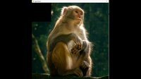 hgmGame-monkey screenshot, image №4184093 - RAWG