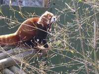 Red Panda Adventures (Jam Version) screenshot, image №2271150 - RAWG