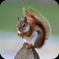 Squiheal screenshot, image №3456658 - RAWG