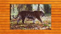 Big Cat Jigsaw Quest screenshot, image №4143318 - RAWG