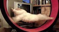 Giffy Tap The Running Cat screenshot, image №1180316 - RAWG