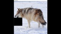 hgmGame-wolf screenshot, image №4198157 - RAWG