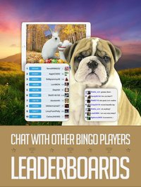 ANIMAL BINGO - Live Animal Bingo & Slots! screenshot, image №1979894 - RAWG