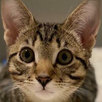 Stinky Cat screenshot, image №2655924 - RAWG