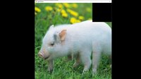 hgmGame-pig screenshot, image №4196756 - RAWG