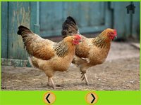 prodigious farm animals for kids - free screenshot, image №1866808 - RAWG