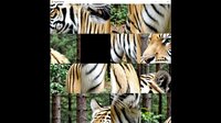 hgmGame-tiger screenshot, image №4224063 - RAWG