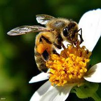 Pollination Quest screenshot, image №2329340 - RAWG