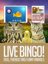 ANIMAL BINGO - Live Animal Bingo & Slots! screenshot, image №1979893 - RAWG