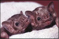 Vampire Baby screenshot, image №1266488 - RAWG