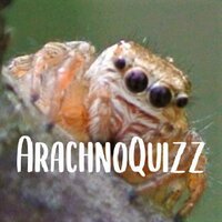 ArachnoQuizz screenshot, image №3556750 - RAWG