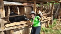 UP934172 - Cow Snapping screenshot, image №2189531 - RAWG