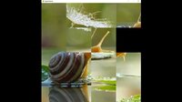 hgmGame-snail screenshot, image №4223391 - RAWG