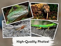 Venn Lizards: Jigsaw Puzzle screenshot, image №1788558 - RAWG