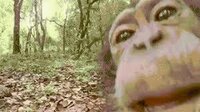 Jungle-Runners screenshot, image №3688523 - RAWG