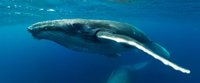 Swimming with Humpbacks screenshot, image №1898830 - RAWG