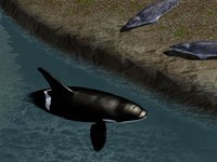 Orca Whale Simulator screenshot, image №935754 - RAWG