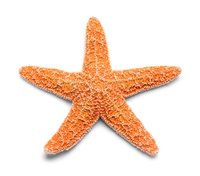 Shooting Starfish screenshot, image №1856536 - RAWG