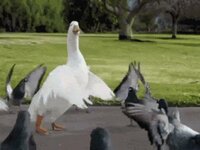 Untitled Goose Game For Free screenshot, image №2657173 - RAWG