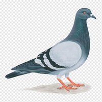 Life of Pigeon screenshot, image №3042859 - RAWG