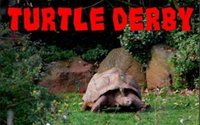Turtle Derby screenshot, image №1181307 - RAWG
