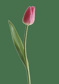 Spaghetti, Mercury, Tulip screenshot, image №2319110 - RAWG