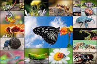 Insect Jigsaw Puzzles Game - For Kids & Adults 🐞 screenshot, image №1467448 - RAWG