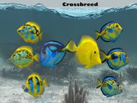 Fish Farm 2 screenshot, image №2029201 - RAWG